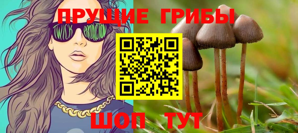 Псилоцибиновые грибы GOLDEN TEACHER Кольчугино